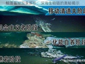 鲸落鲨掉现象解析：深海生物链的奥秘揭示