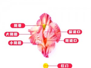 揉小花园的最佳手法——[产品名称]，让你轻松享受私密呵护