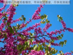 浪漫樱花免费观看播放，带来视觉盛宴，尽享高清画质