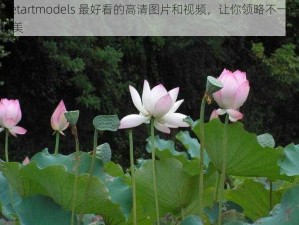 Metartmodels 最好看的高清图片和视频，让你领略不一样的美