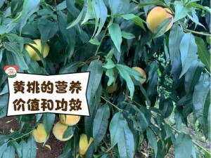 9612黄桃亚洲品质 如何评价9612 黄桃亚洲品质？