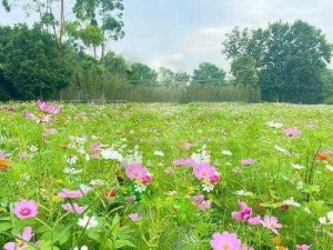 野花免费视频无码免费播放(野花免费视频无码免费播放，高清画质，精彩不断)