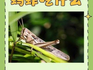 无人区编码6229Jm央视蚱蜢—无人区编码 6229Jm 央视蚱蜢：是荒野求生还是自导自演？