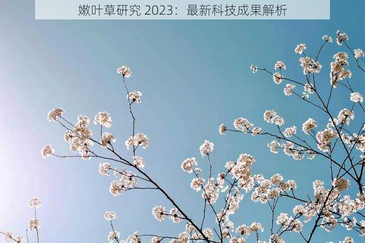 嫩叶草研究 2023：最新科技成果解析