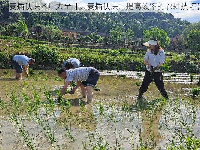 夫妻插秧法图片大全【夫妻插秧法：提高效率的农耕技巧】