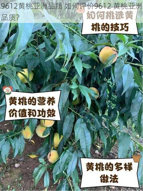 9612黄桃亚洲品质 如何评价9612 黄桃亚洲品质？