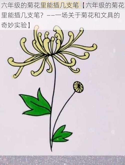 六年级的菊花里能插几支笔【六年级的菊花里能插几支笔？——一场关于菊花和文具的奇妙实验】