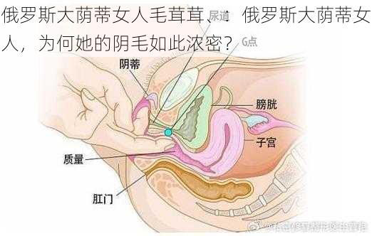 俄罗斯大荫蒂女人毛茸茸、：俄罗斯大荫蒂女人，为何她的阴毛如此浓密？