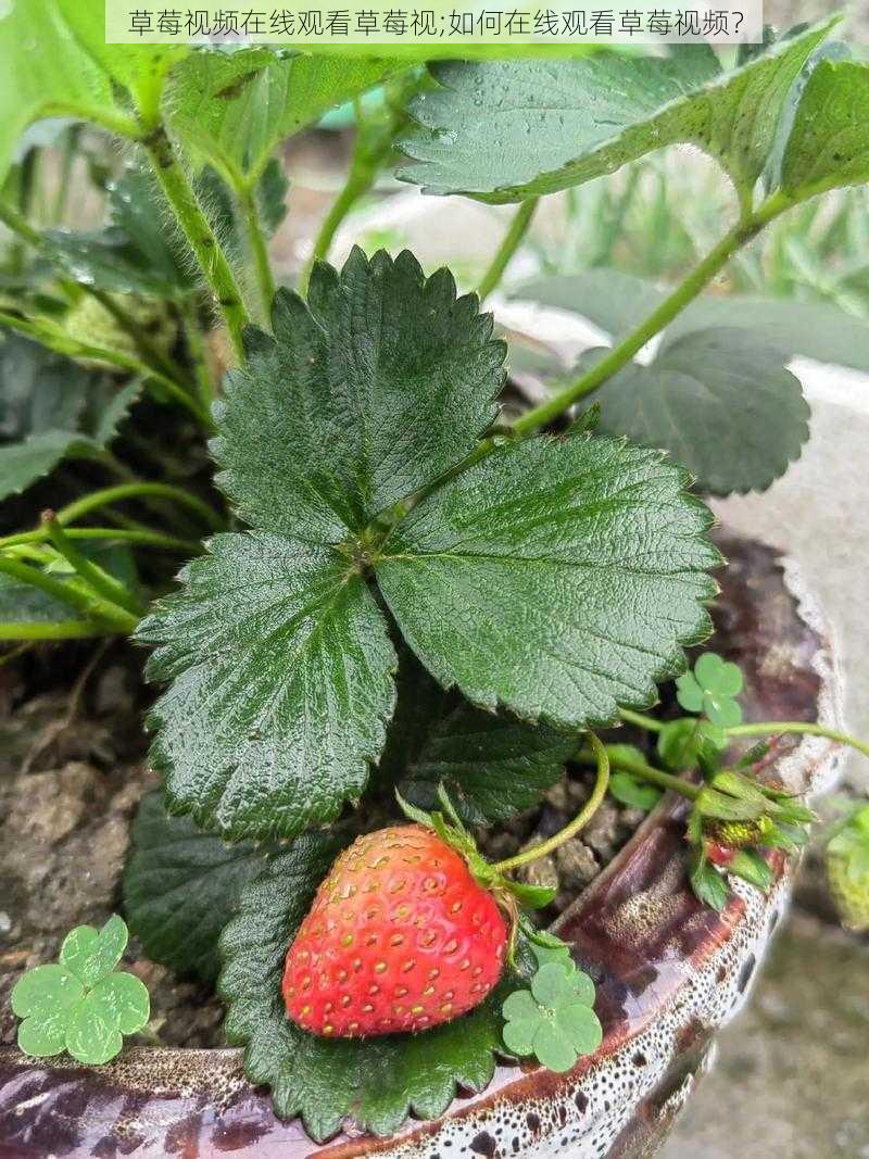 草莓视频在线观看草莓视;如何在线观看草莓视频？