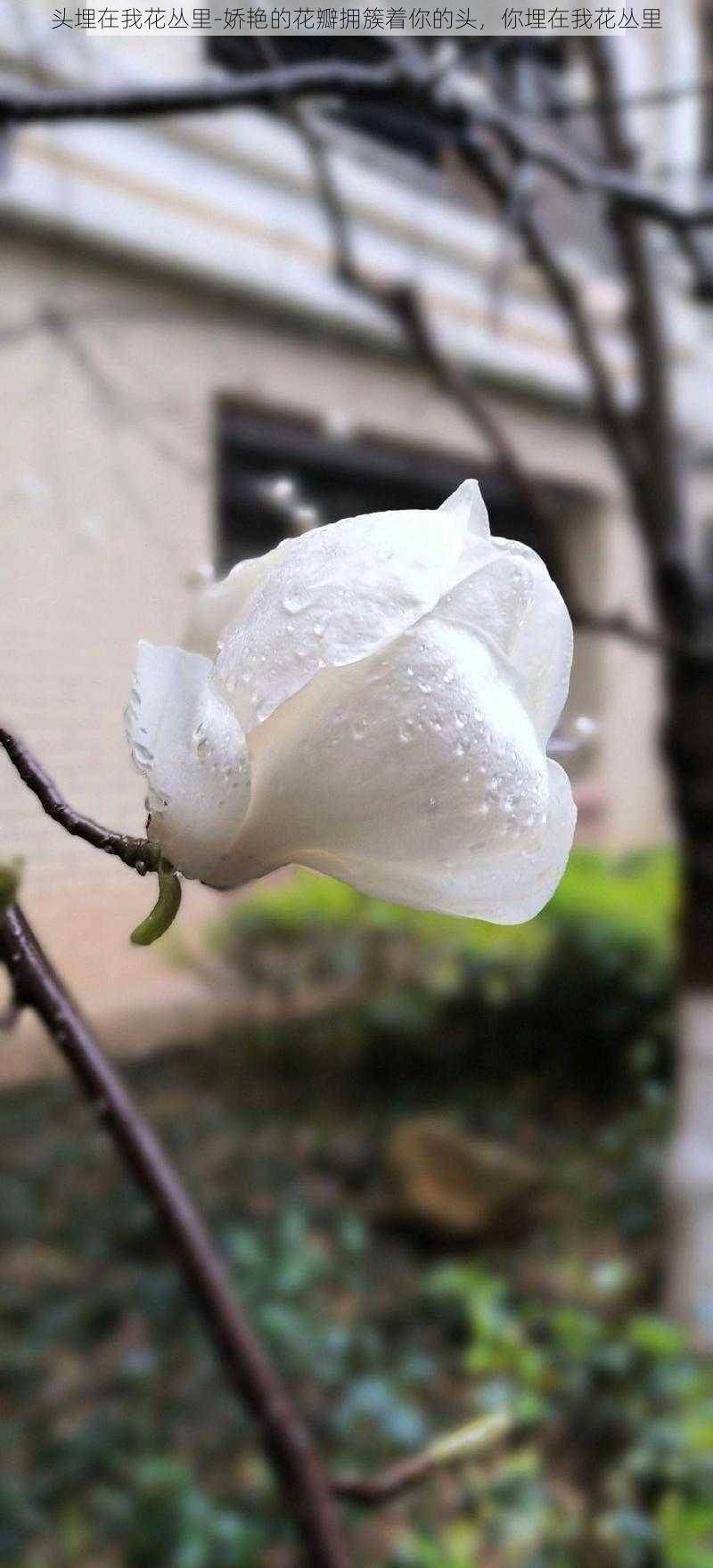 头埋在我花丛里-娇艳的花瓣拥簇着你的头，你埋在我花丛里