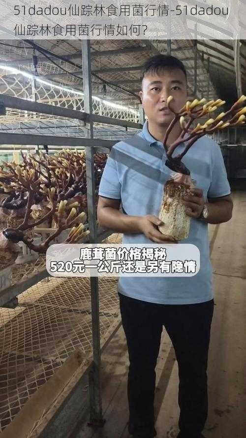 51dadou仙踪林食用菌行情-51dadou 仙踪林食用菌行情如何？