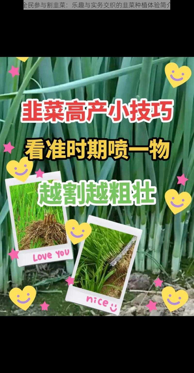 全民参与割韭菜：乐趣与实务交织的韭菜种植体验简介