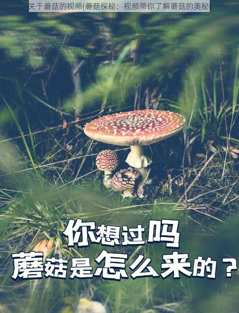 关于蘑菇的视频(蘑菇探秘：视频带你了解蘑菇的奥秘)