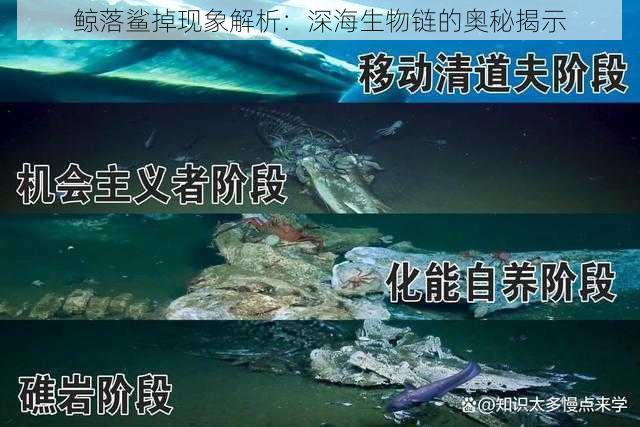 鲸落鲨掉现象解析：深海生物链的奥秘揭示